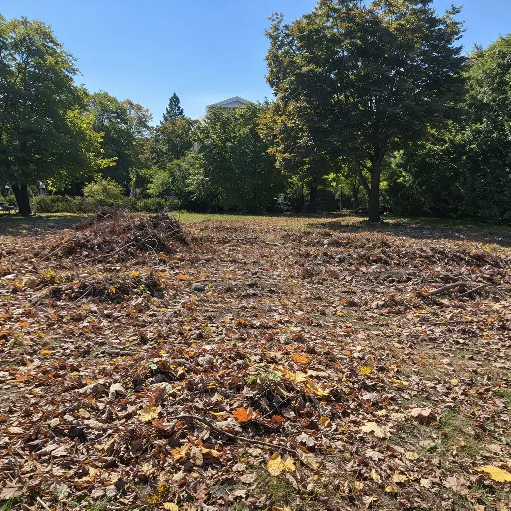 Before seasonal cleanup: leaves and downed limbs in a yard in New London County, CT