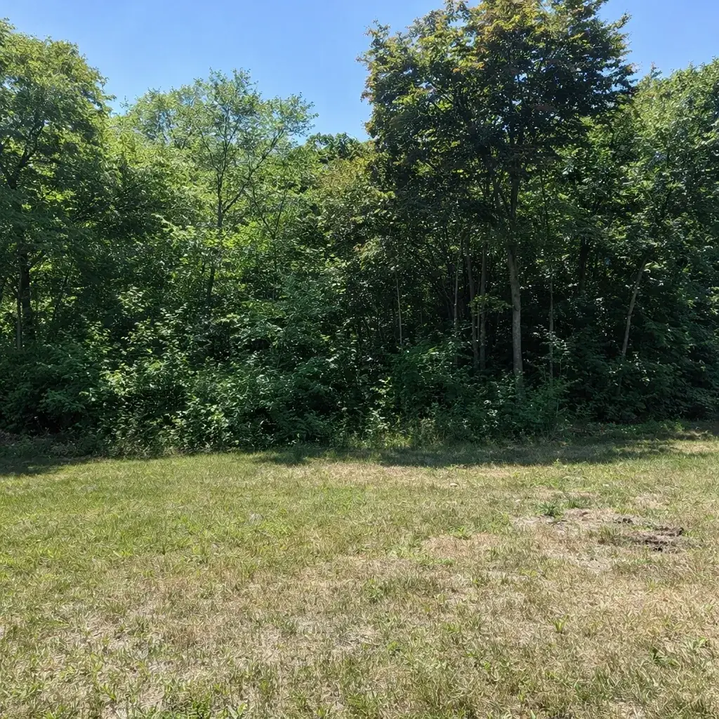 Before yard expansion: wooded edge of a backyard in New London County, CT