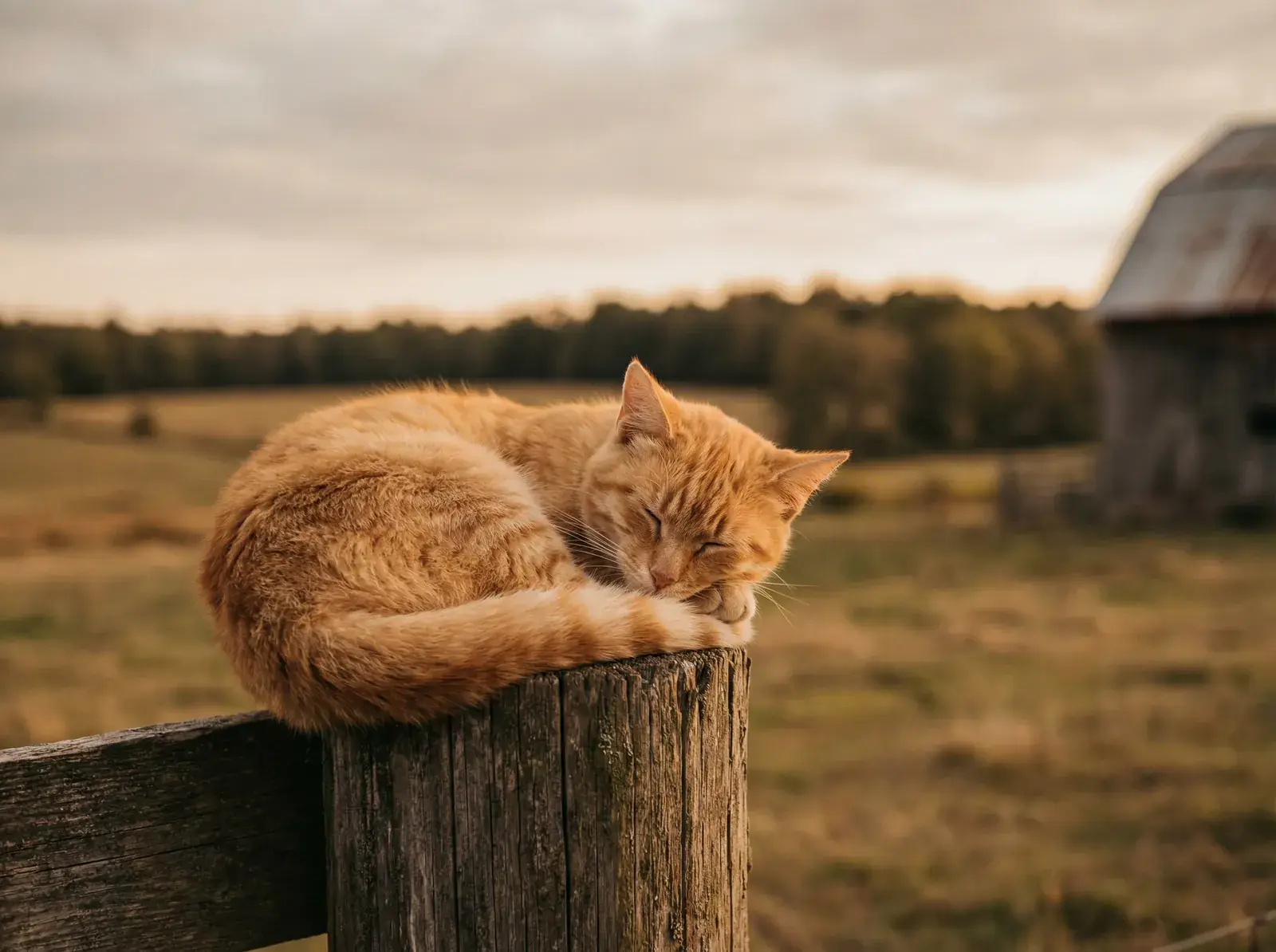 A rescued farm cat, part of how Branched Out LLC gives back in New London County, CT