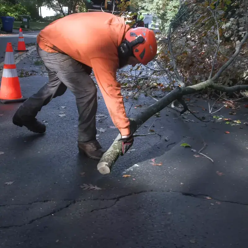 Branched Out crew member dragging cut brush to the chipper during a brush clearing job in New London County, CT