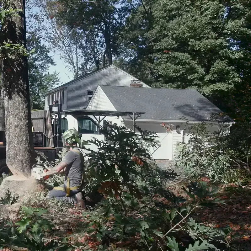 Branched Out crew felling a tree next to a house during a tree removal in New London County, CT