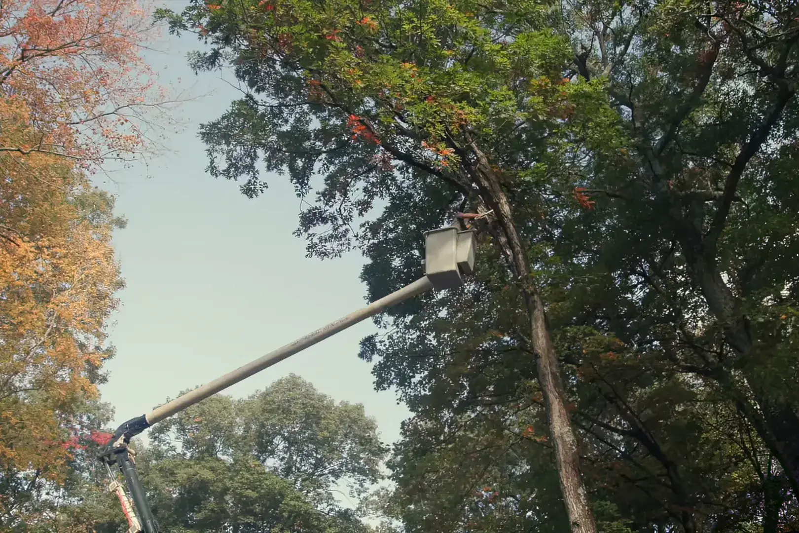 Bucket truck boom reaching into a fall tree canopy during tree work in New London County, CT